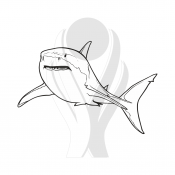 Standardmotiv Weißer Hai
