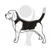Standardmotiv Beagle
