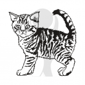 Standardmotiv Kitten Kurzhaar