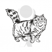 Standardmotiv Sibirische Katze