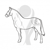 Standardmotiv Connemara-Pony