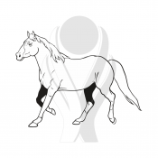 Standardmotiv Quarter Horse
