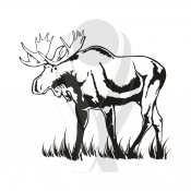 Standardmotiv Elch Moose